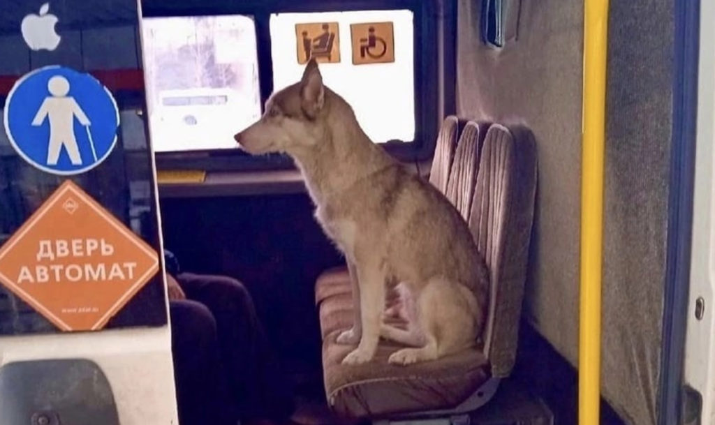 хаски сбежала из дома вернулась на маршрутке