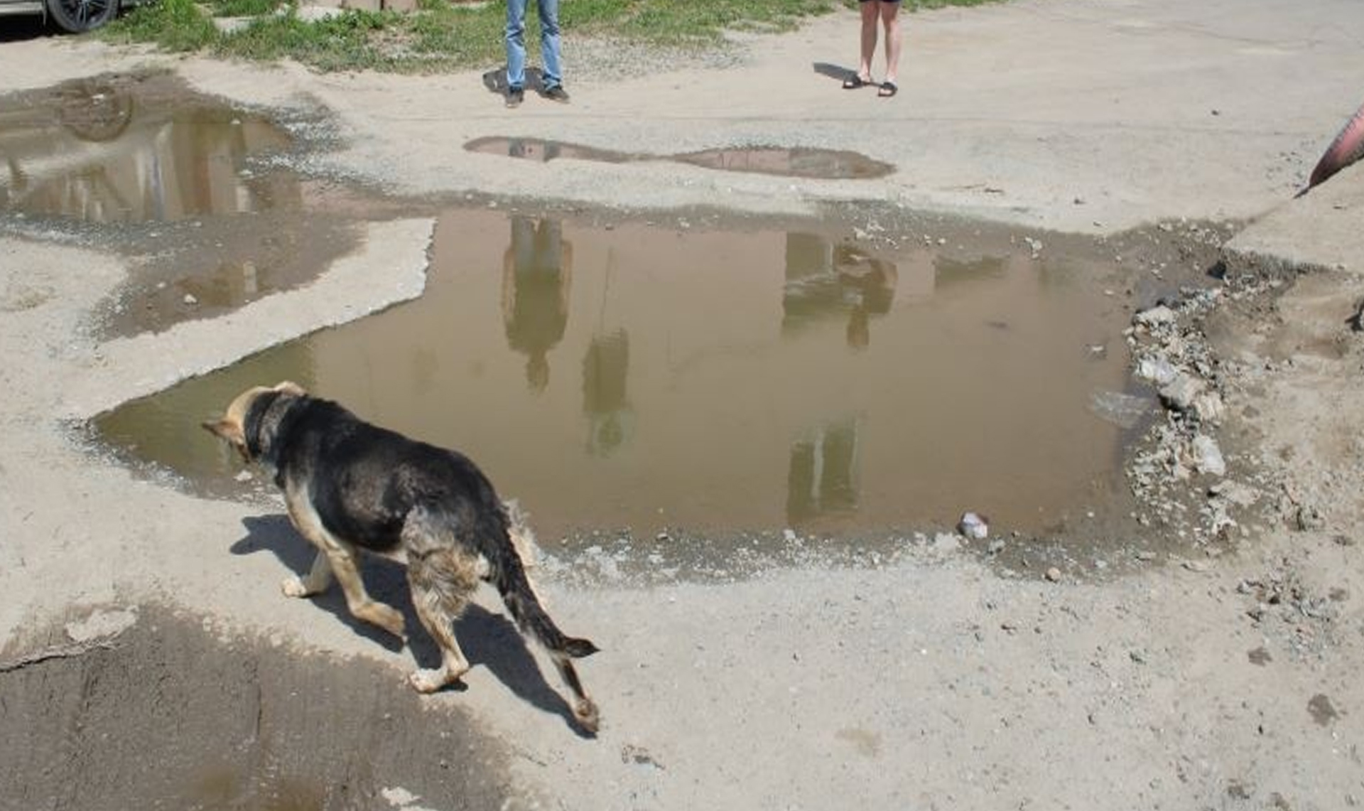 В Чебаркуле собака застряла в глубокой строительной траншее | 16.06.2022 |  Челябинск - БезФормата