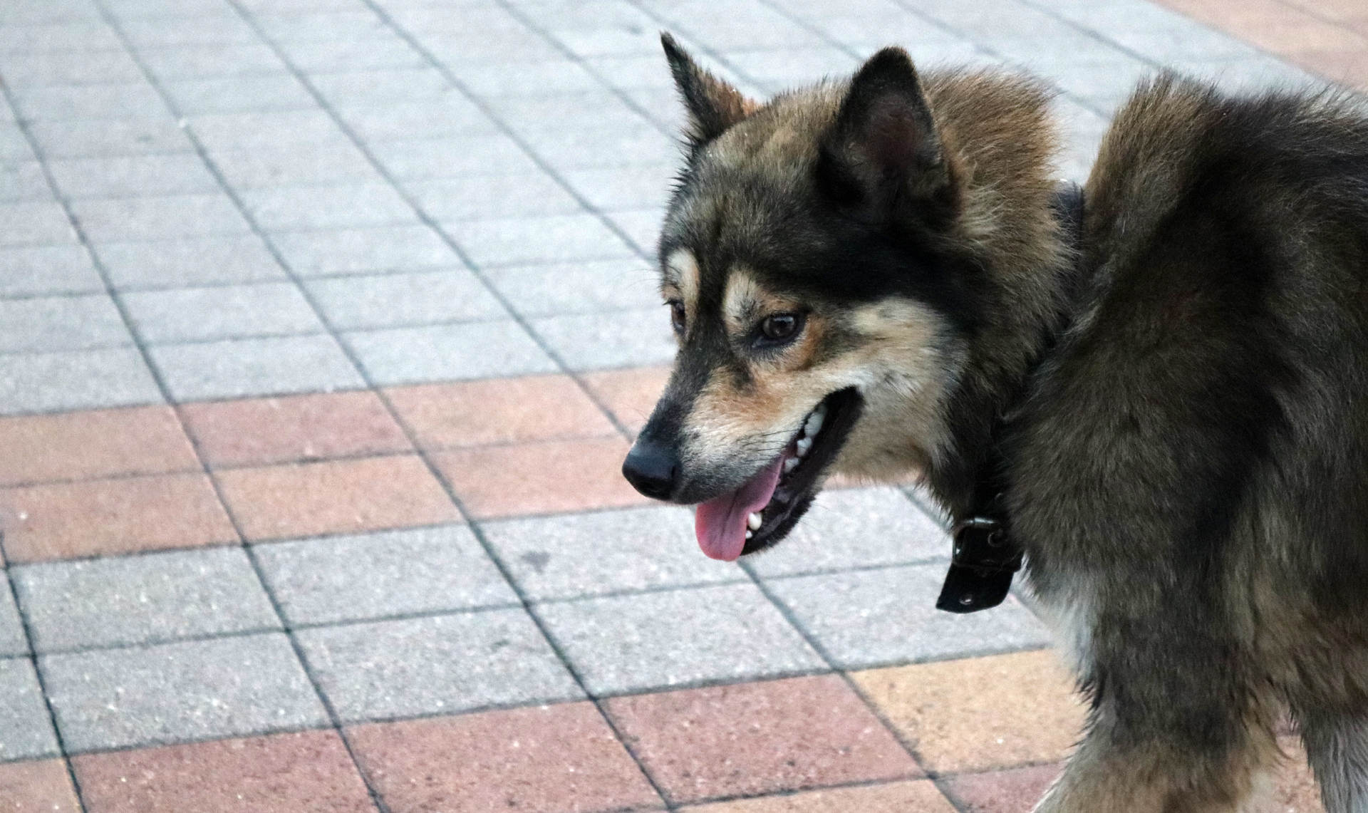 южноуральца оштрафовали за оскорбление хозяина собаки