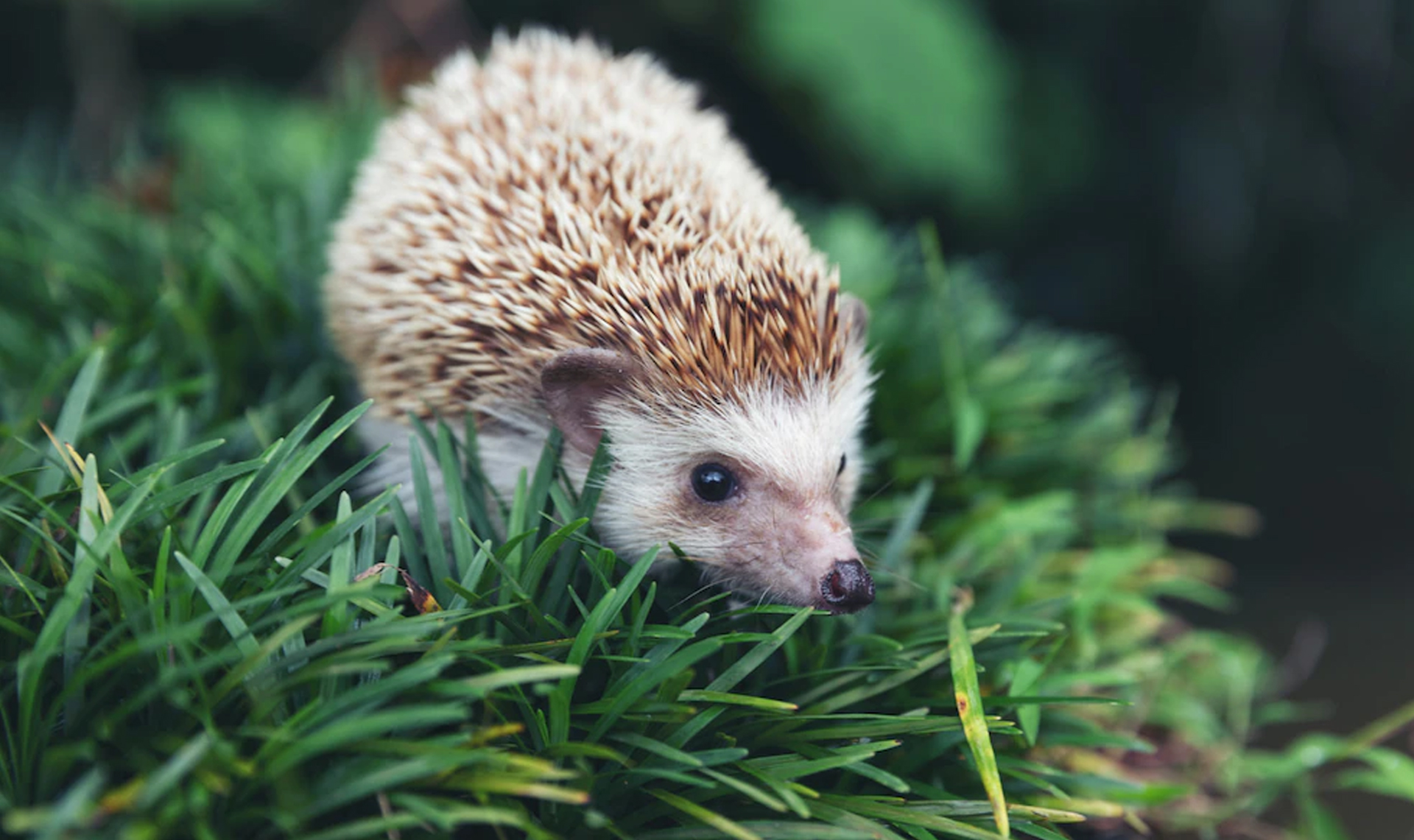 Бешеный еж покусал двух человек в Озерске