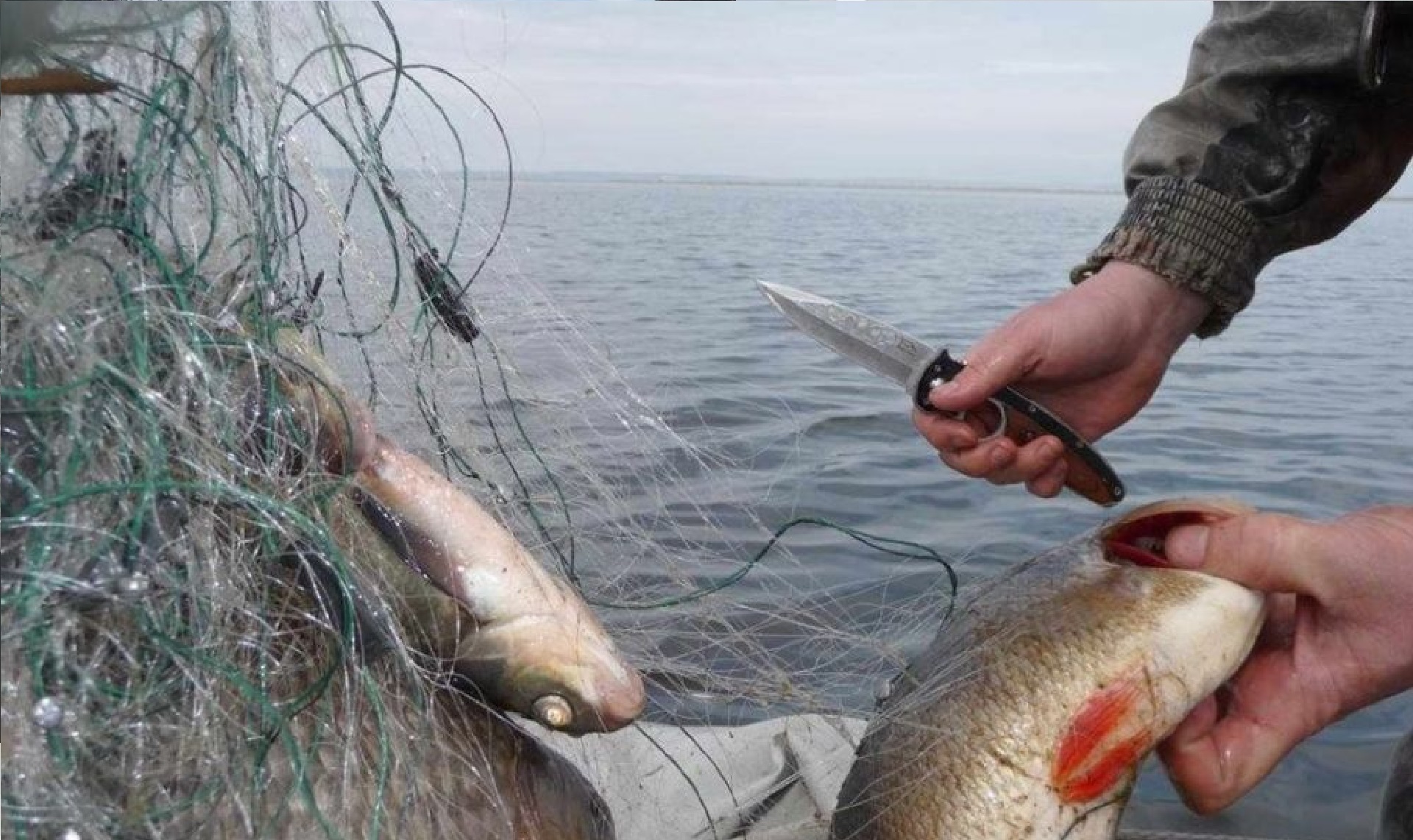 Браконьерство рыбы. Рыболовное браконьерство. Сеть для рыбалки.