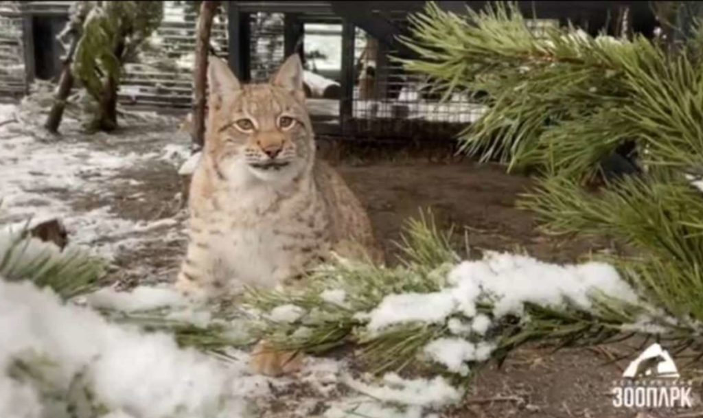 Челябинский зоопарк начнёт работать по зимнему графику