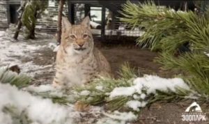 Челябинский зоопарк начнёт работать по зимнему графику