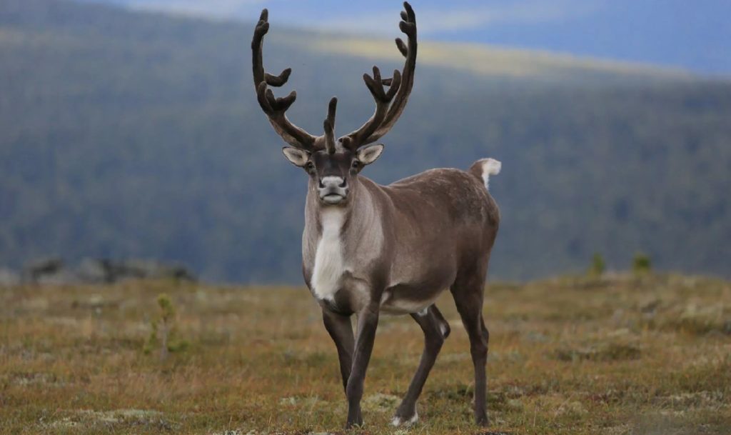 у "Солненой долины" появится свой зоопарк