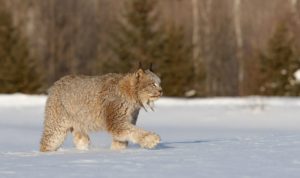 животное прогуливалось Касли