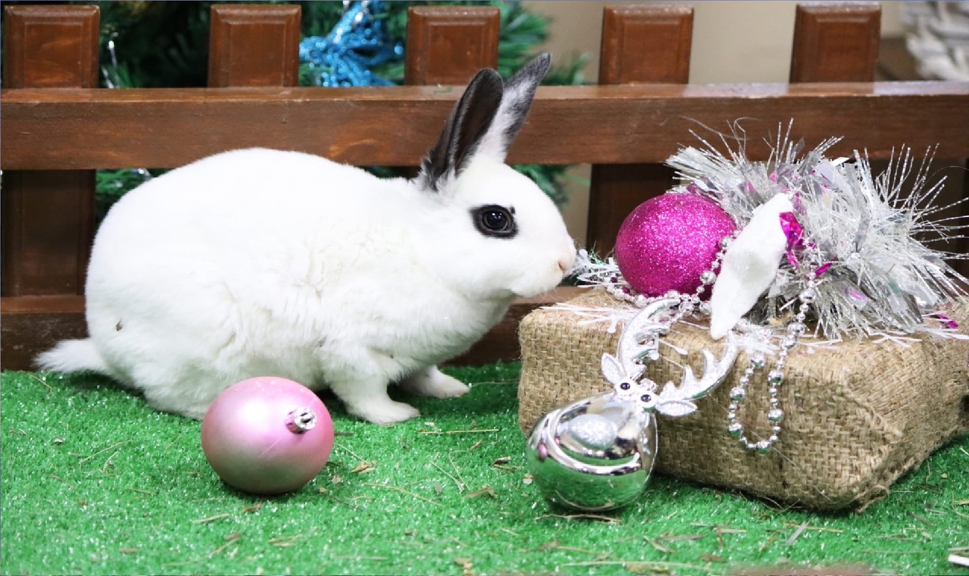 в зоопарке не советуют дарить живого кролика