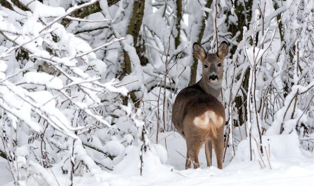 Жителя Троицка осудят за отстрел косуль