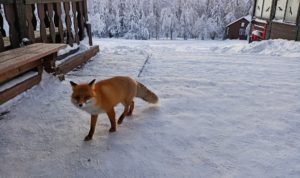 В Озерске лиса покусала двух человек