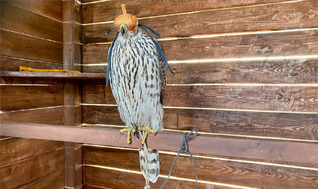 на мусорном полигоне в Магнитогорске работает ястреб