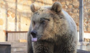 Челябинский зоопарк начнёт работать по зимнему графику