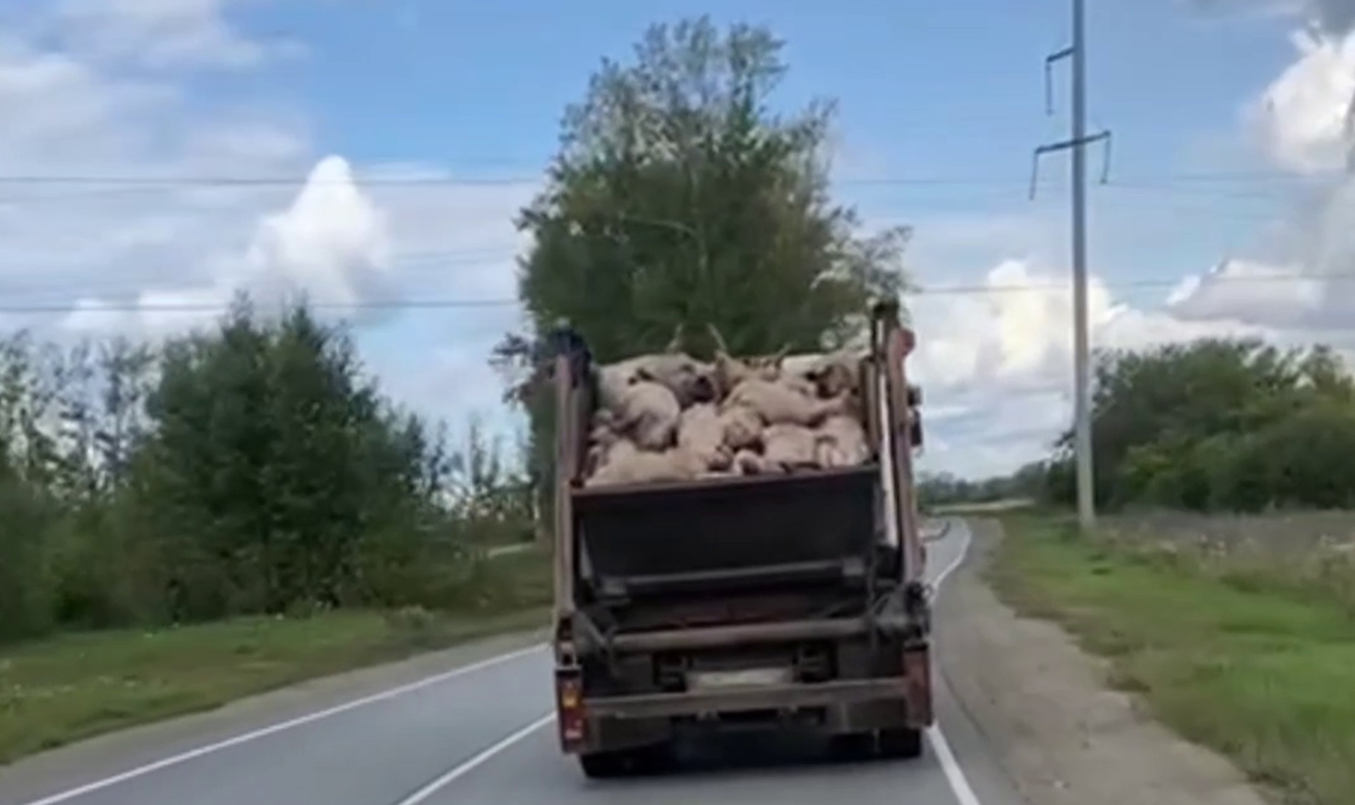 Южноуральцы сняли на видео грузовик, забитый мертвыми свиньями