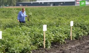 Южноуральские рапс, сою и картошку проверят на ГМО