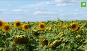 Урожай-2023. Как проходит уборочная кампания в Челябинской области