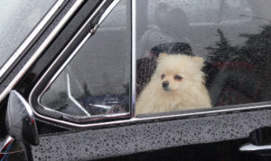 похолодание дождь собака