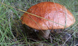 В этом году в лесах Челябинской области наблюдается грибной бум