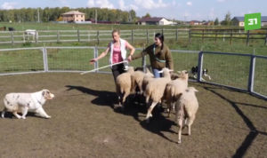 Для пастушьих собак провели мастер-класс по загону овец