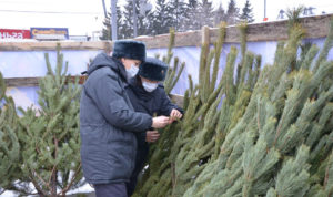 Из Челябинской области вывезли 30 тысяч лесных красавиц