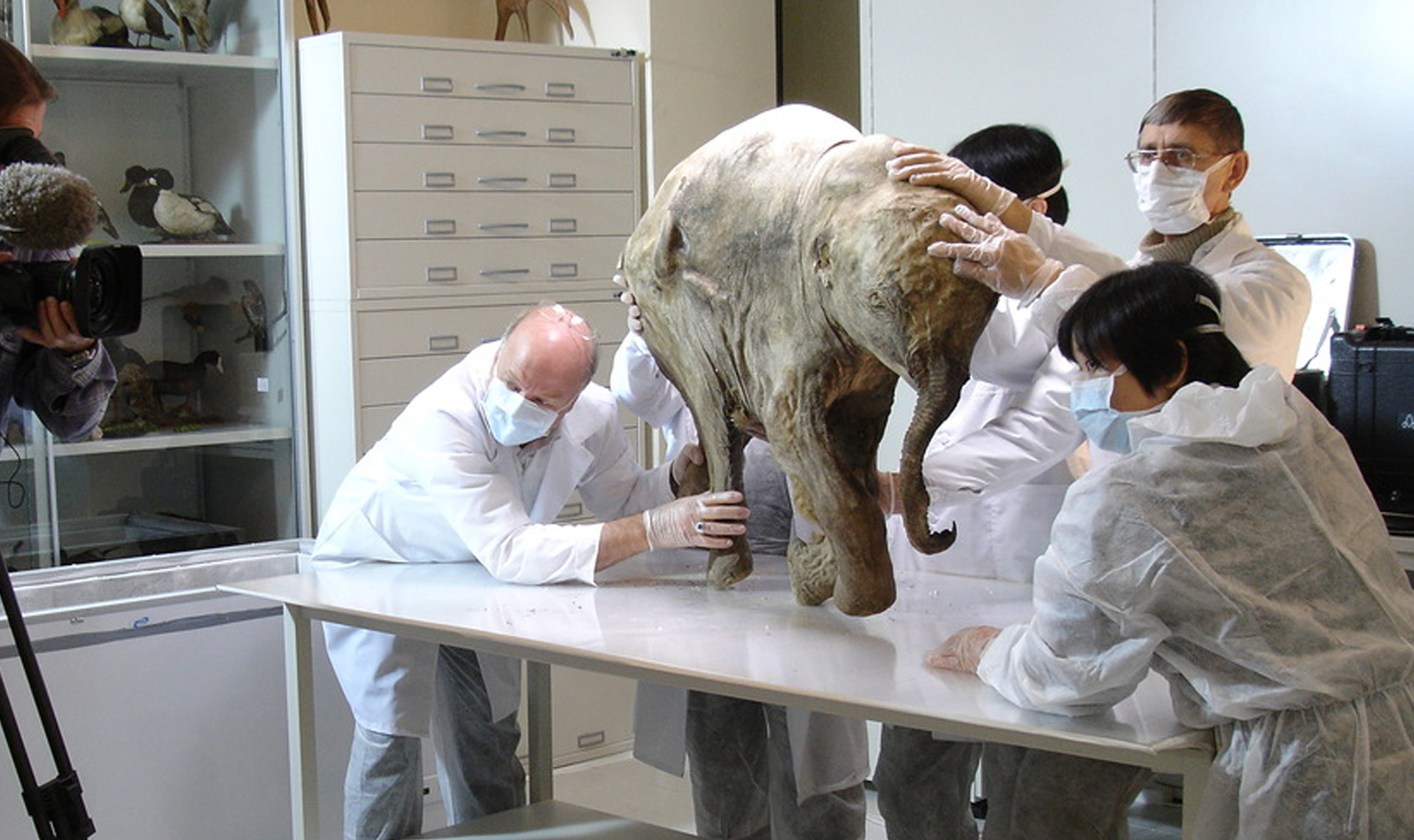 В историческом музее покажут самые сохранные останки мамонта