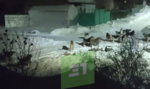 нападение собак в Дзержинском