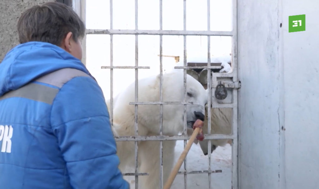 Международный день полярного медведя в зоопарке