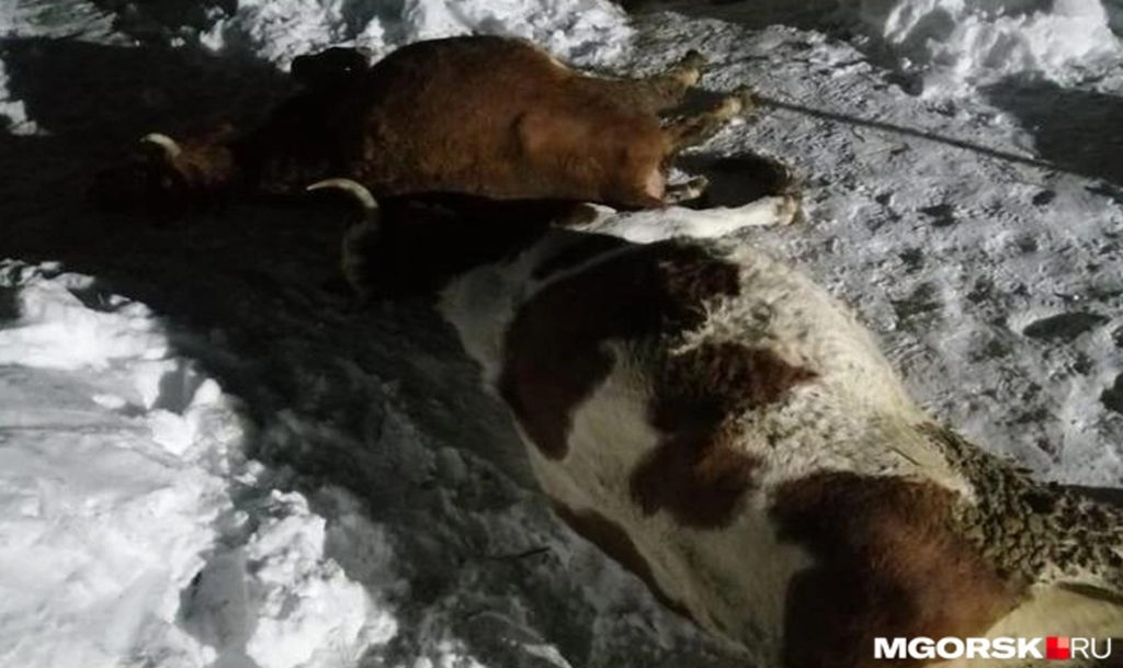 Следователи возбудили дело после массового отравления водой в поселке Смирновском