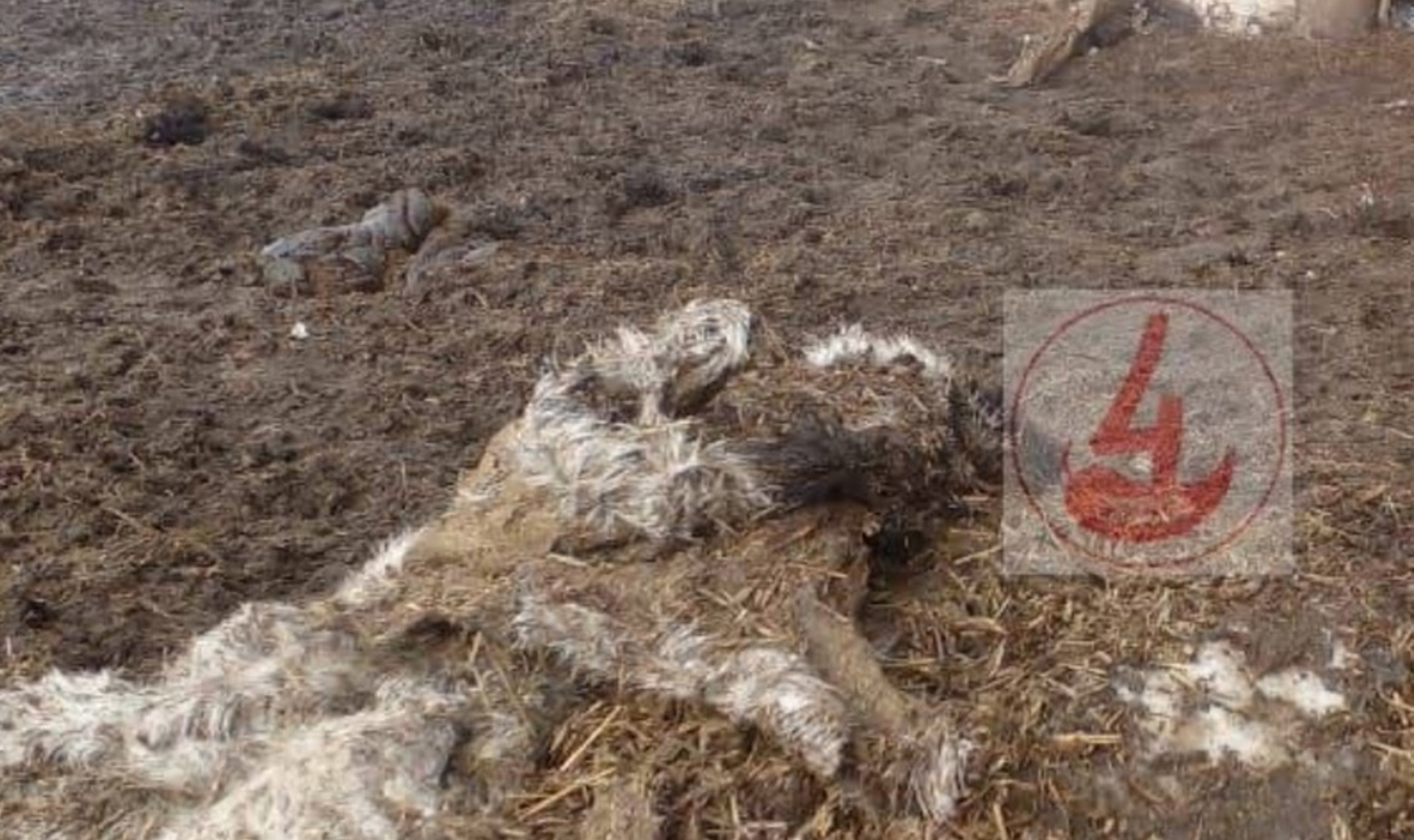Кучу трупов животных нашли около села Половинка Чебаркульского района