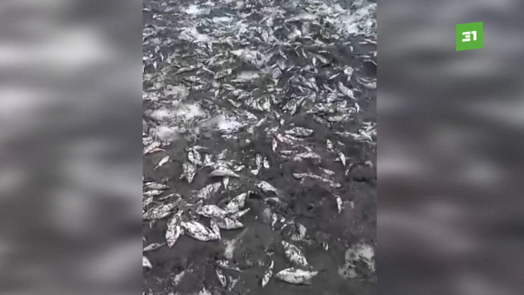 В Росрыболовстве опровергли информацию о массовом заморе рыбы на озере Кундравы