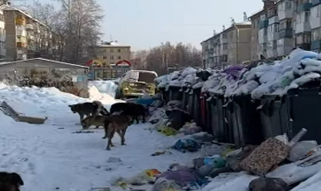 В Златоусте люди жалуются на стаю собак в жилом дворе