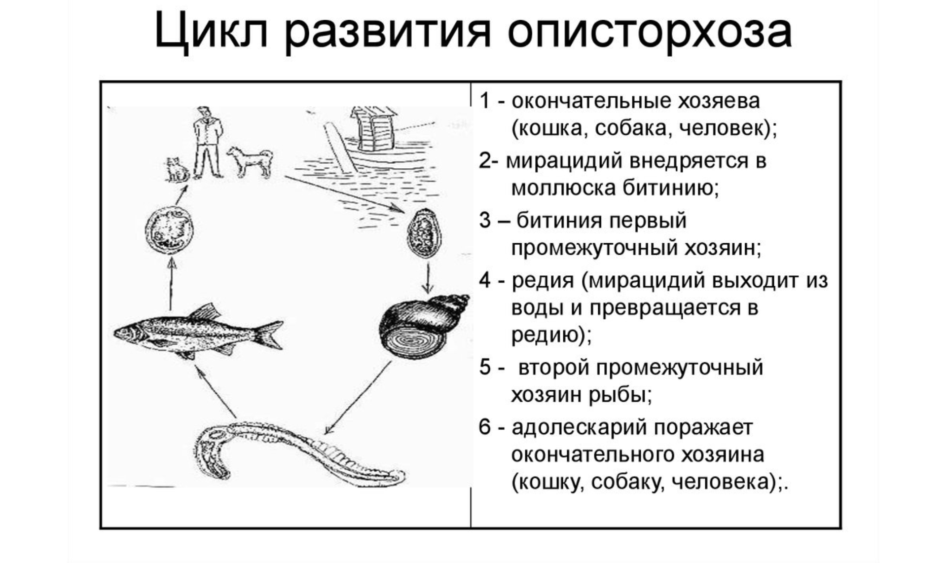 Кошачья двуустка жизненный. Описторхоз цикл развития. Цикл развития описторха схема. Opisthorchis felineus стадии жизненного цикла. Цикл развития кошачьей двуустки схема.