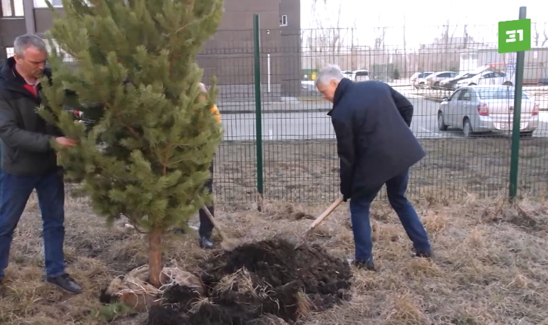 Детям — зелёный свет. Депутат Госдумы высадил саженцы сосны в детском саду