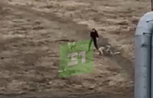 Глава СК заинтересовался нападением бродячих собак на подростка в Челябинске