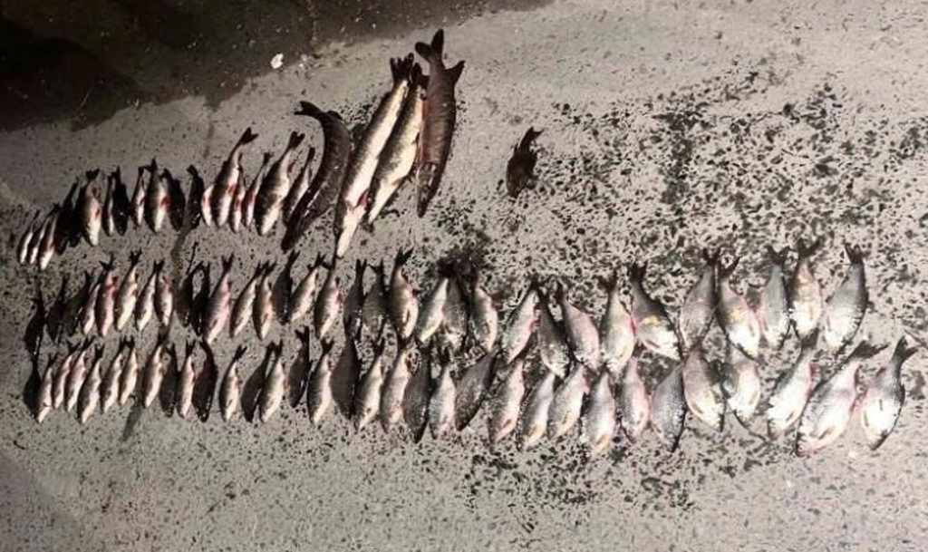 Полицейские Златоуста задержали трех браконьеров с 7 кг рыбы