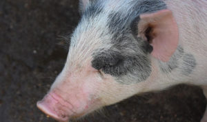 Некоторые жители поселка Остроленского препятствуют изъятию свиней