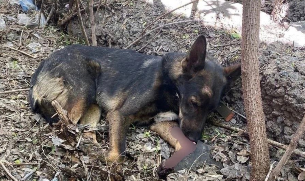 В Копейске ищут раненого пса Кишу