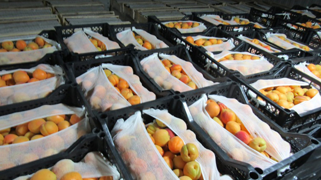 В Челябинск не пустили излишку абрикосов, черешни и перца на границе