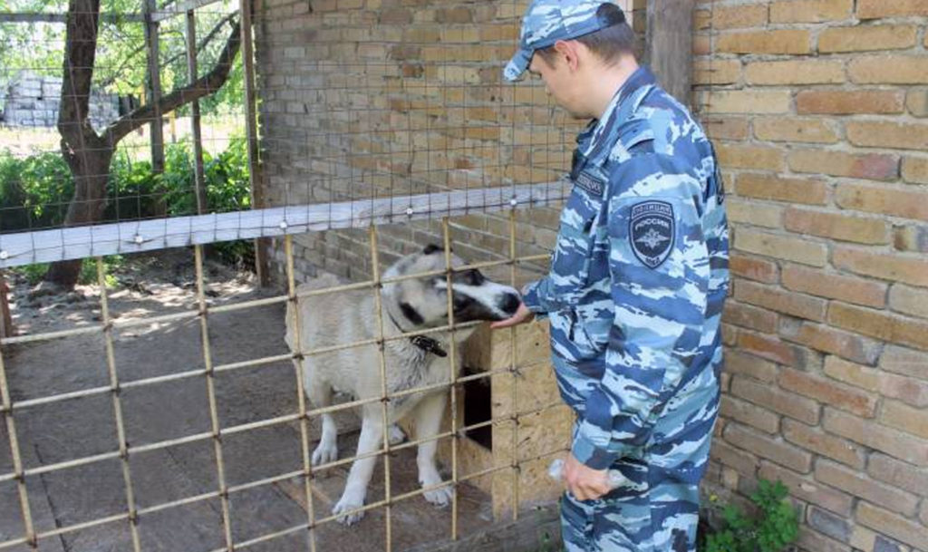 Не дали умереть с голода и нашли хозяйку! Полицейские помогли потерявшемуся псу в Аше