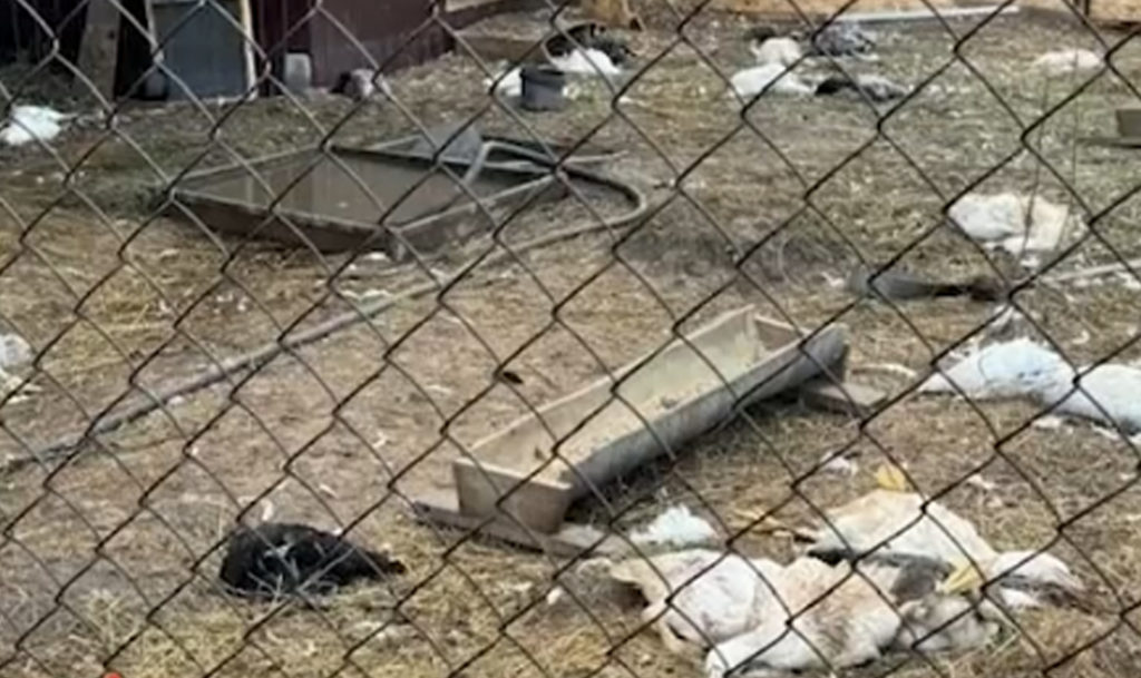 В Магнитогорске стая собак перегрызла обитателей мини-зоопарка