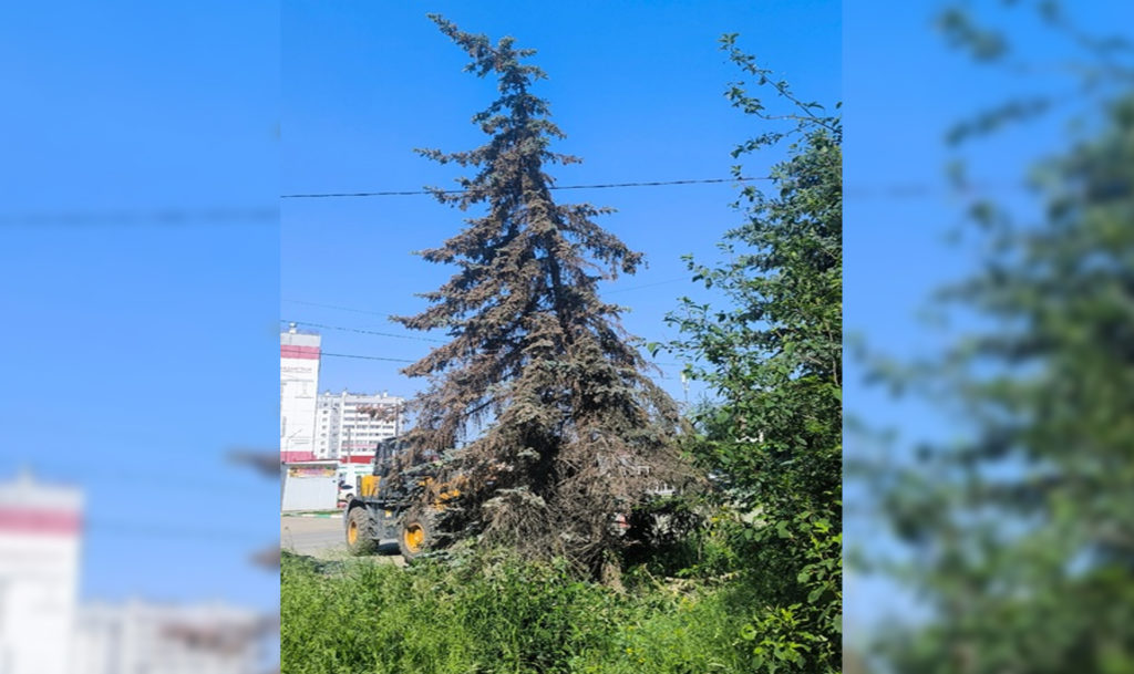 В Чебаркуле бомжей обвинили в гибели елки