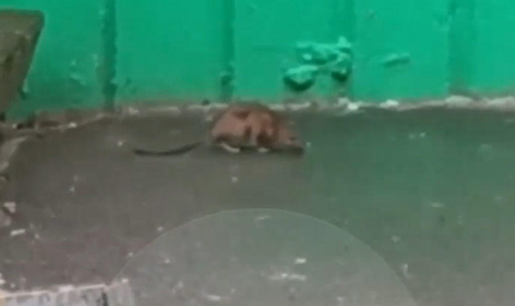 Крысы бегают в доме по улице Масленникова в Челябинске
