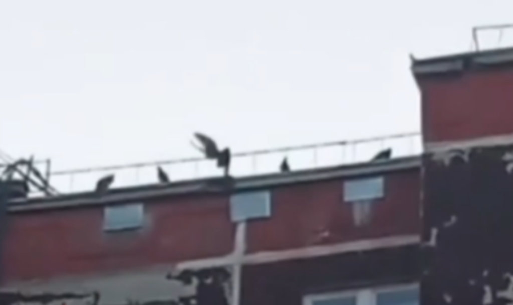Жители челябинской многоэтажки, где закрыли закрыли окошки на чердаках вместе с птицами, жалуются на трупный запах