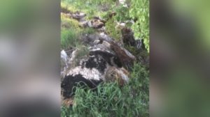 В поселке на юге Челябинской области убрали незаконный скотомогильник