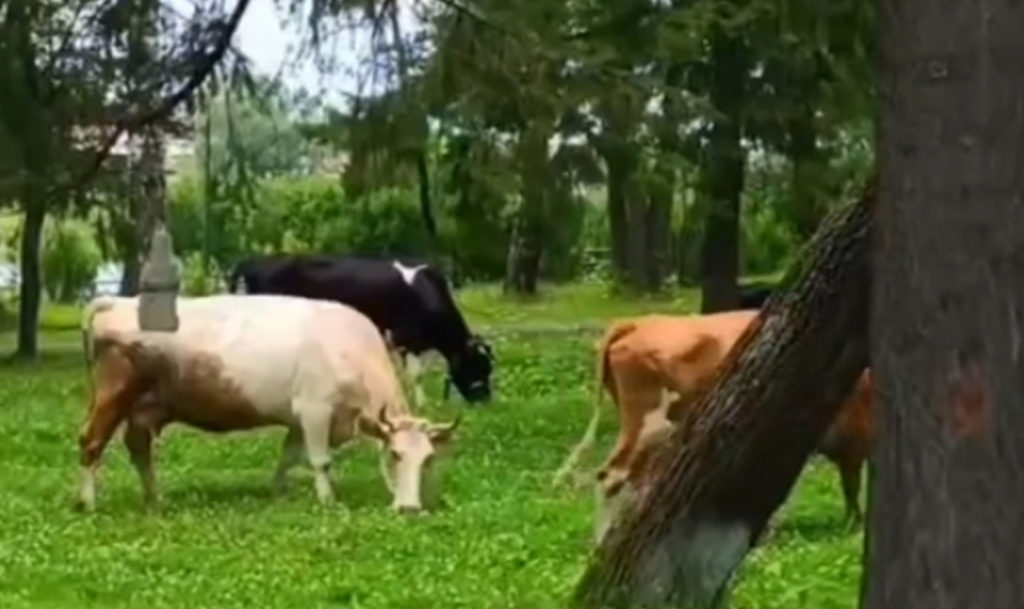 Ничего удивительного — просто коровы, гуляющие в городском парке