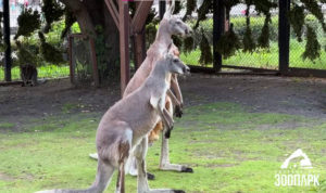 Челябинский зоопарк пополнился новыми кенгуру