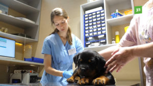 ветеринар обследует собаку