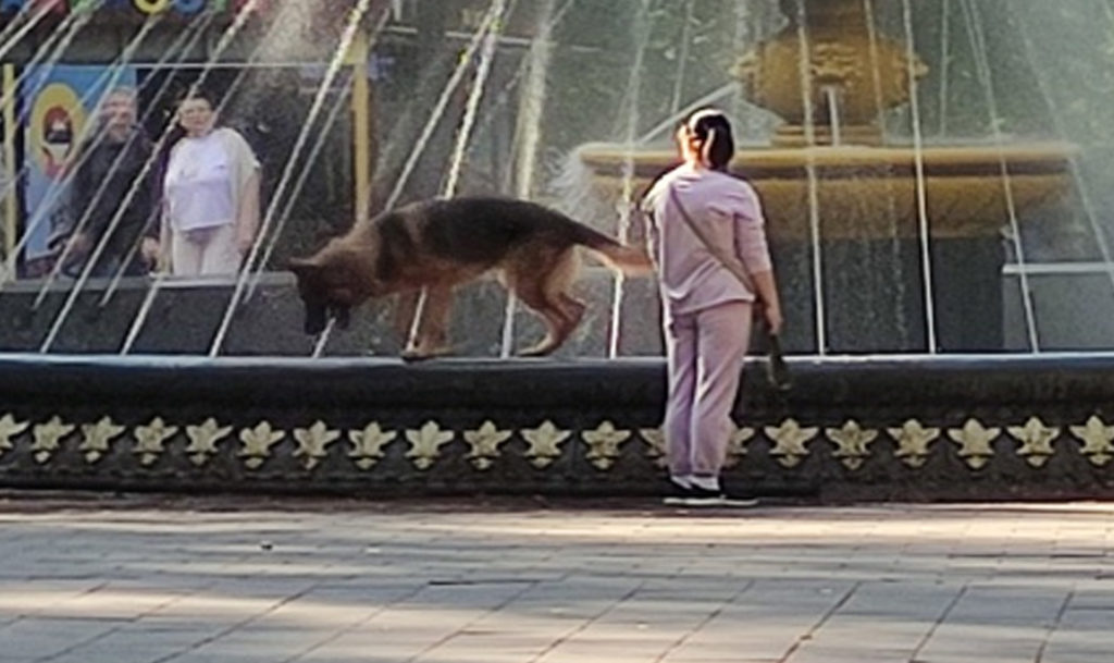 В общественном месте без поводка и намордника!