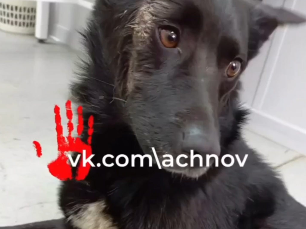 Под Кыштымом местные жители поймали зоофила!