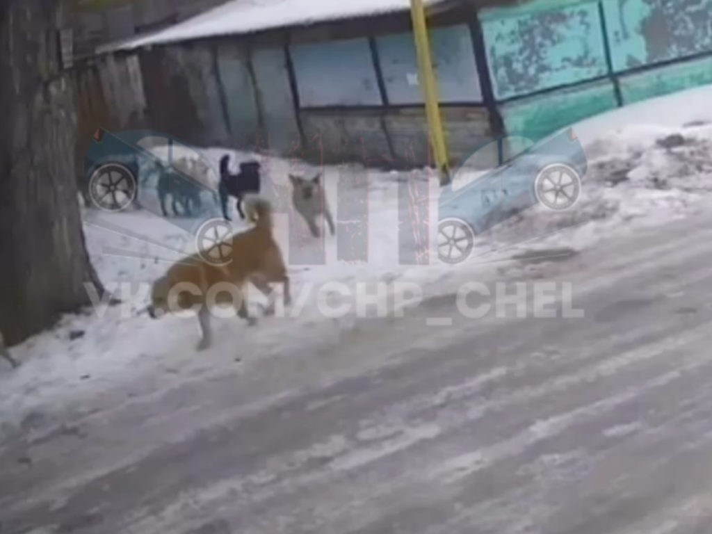 Стая животных бегает в Першино