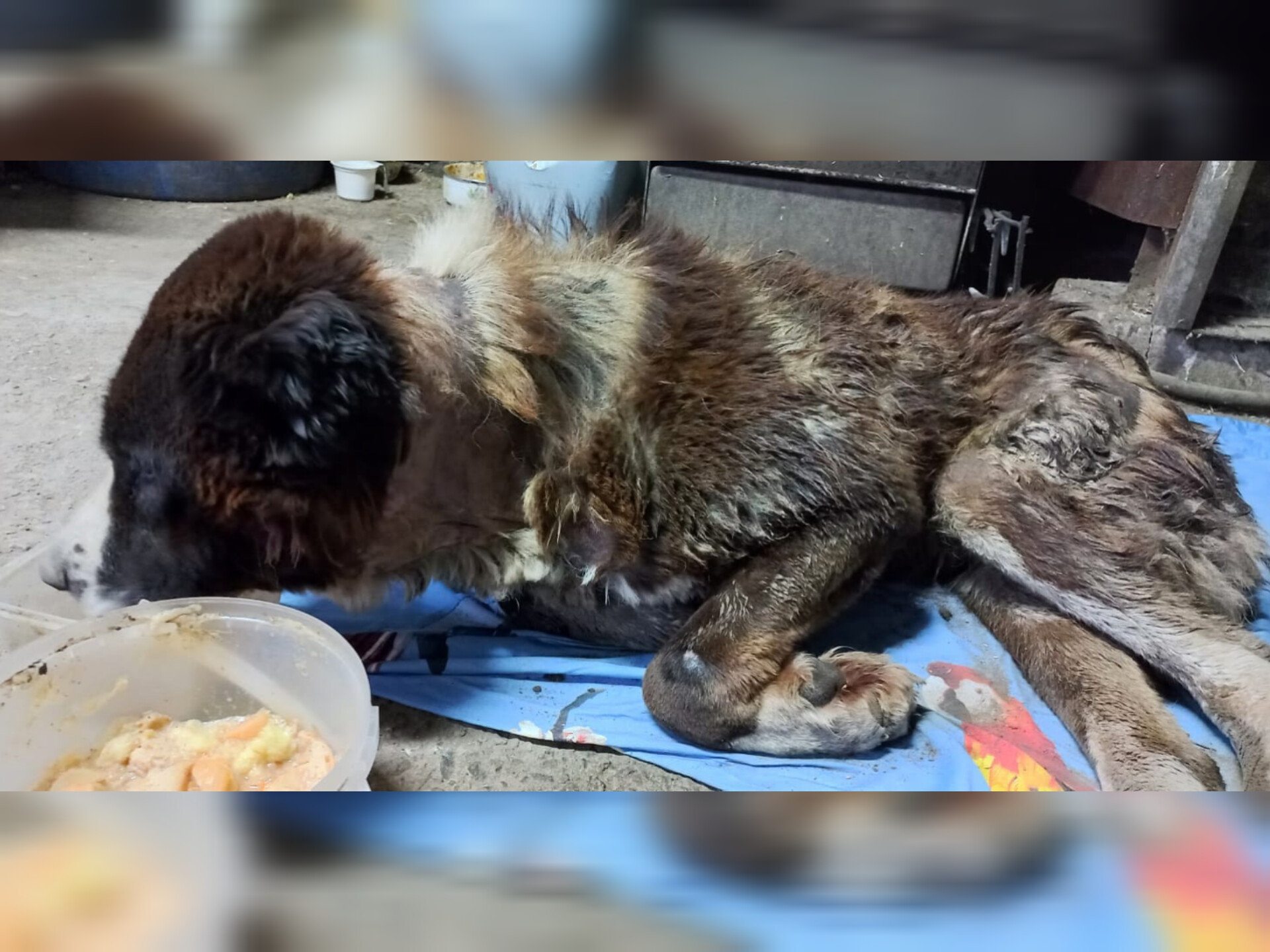 Его оставили взаперти без еды и помощи! Старого алабая цыгане бросили в одном из домов Коркино