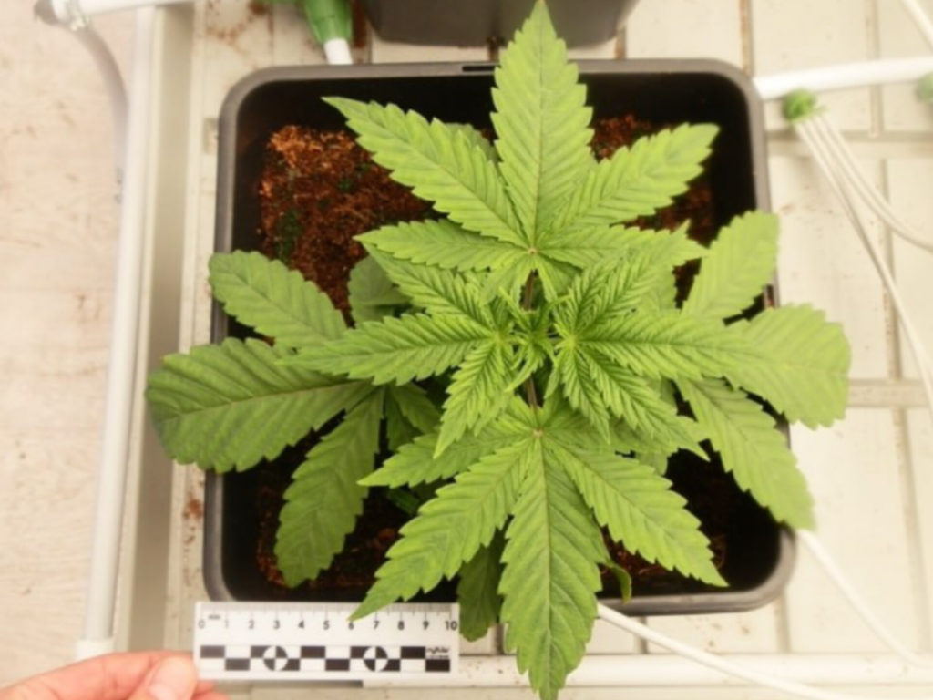 В Агаповском районе готовы судить южноуральца, который выращивал коноплю и сбывал ее наркоманам