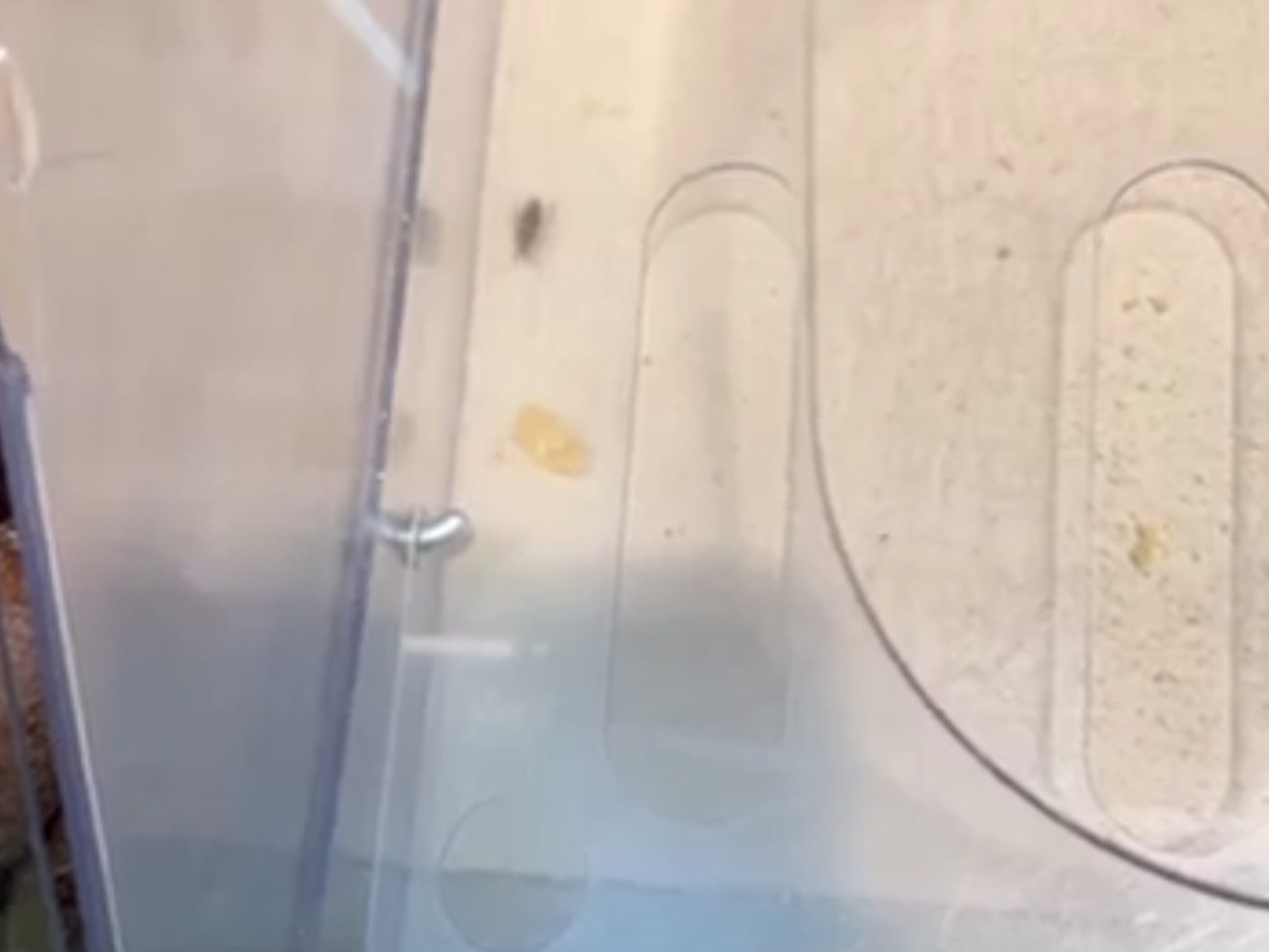 Насекомые делят один прилавок с товаром в одном из челябинских магазинов